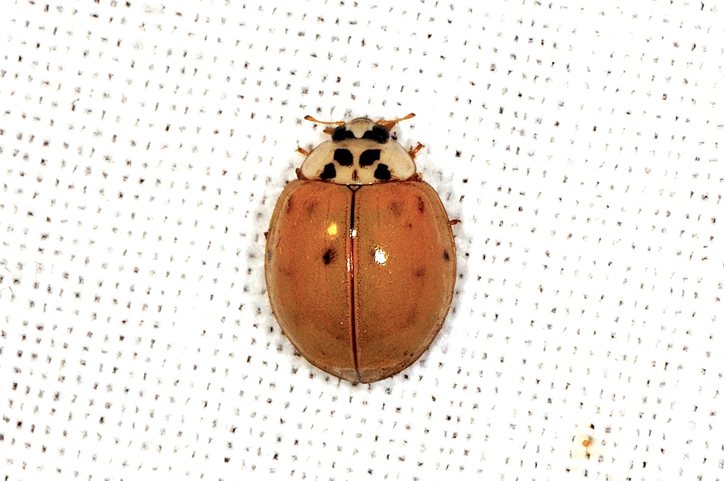 Harmonia axyridis, Coccinellidae